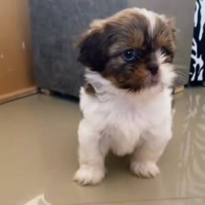 Moli – Female Shih Tzu Puppy