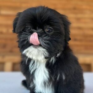 Adorable Shih Tzu Princess