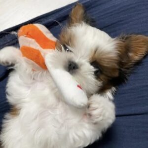 Luna – The Little Shih Tzu Who Steals Hearts
