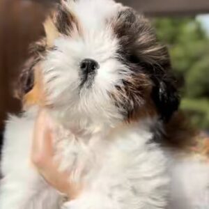 Oliver – Male Shih Tzu Puppy