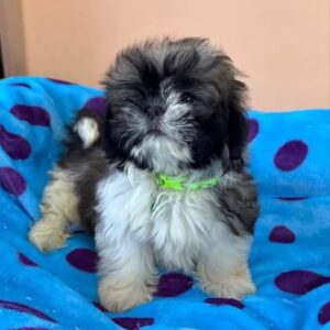 Maya – Female Shih Tzu Puppy