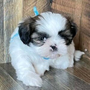 Female Shih Tzu Puppy