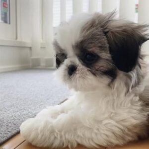 Milo – Male Shih Tzu Puppy