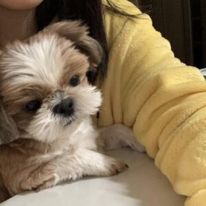 Loli – Female Shih Tzu Puppy