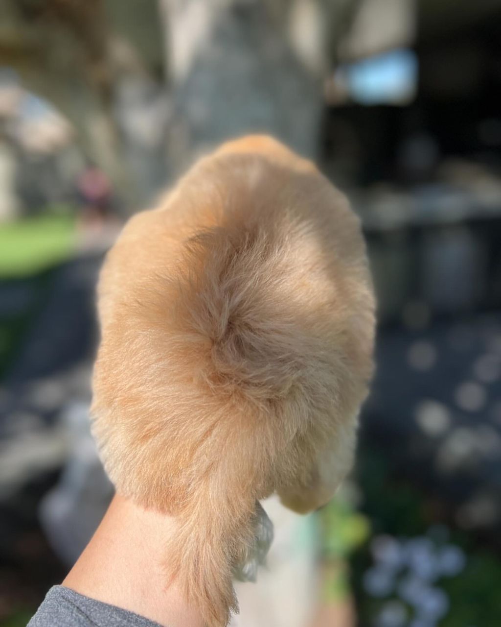 FOR SALE: Coco – Adorable Female Shih Tzu Pup! - Image 4