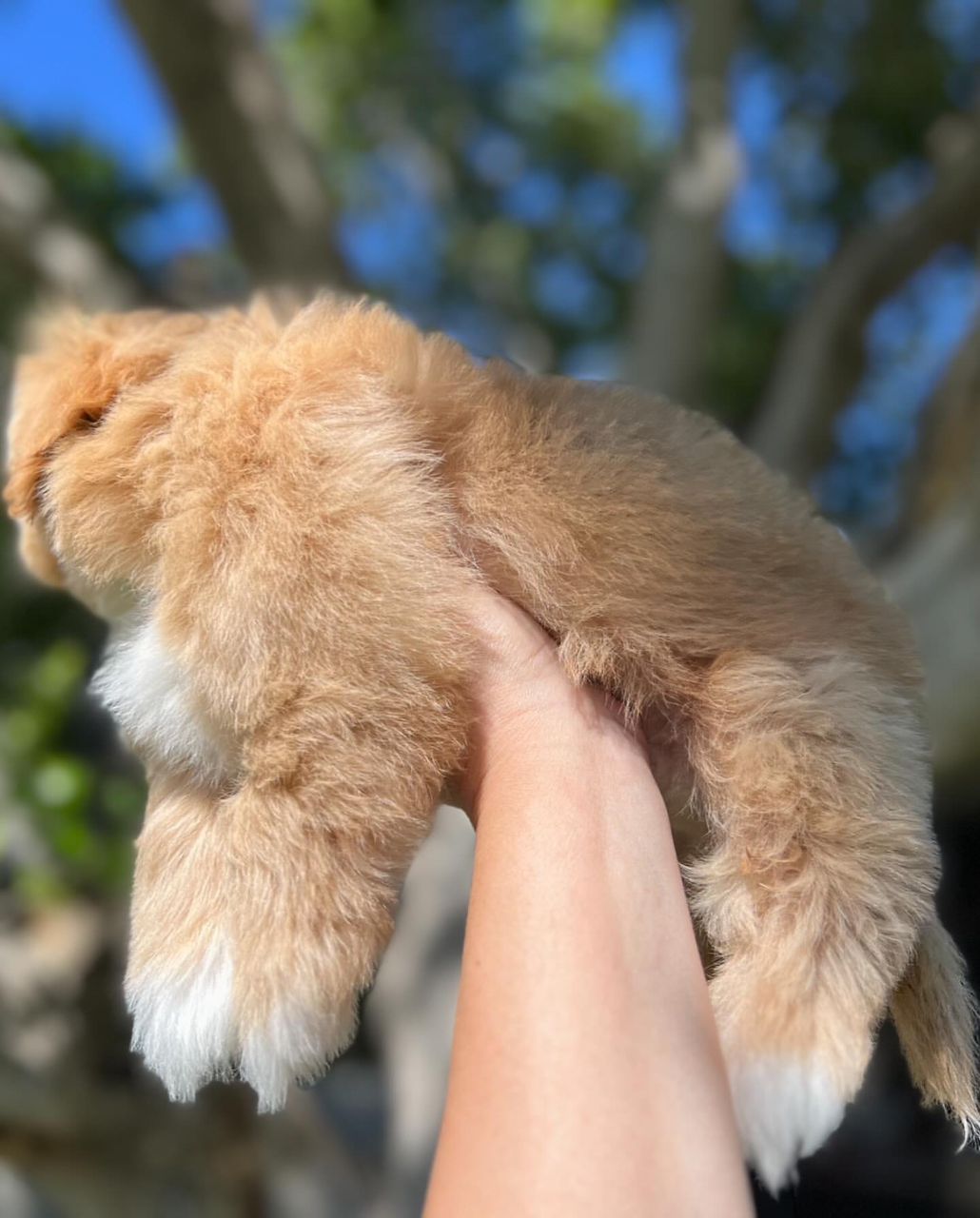 FOR SALE: Coco – Adorable Female Shih Tzu Pup! - Image 3