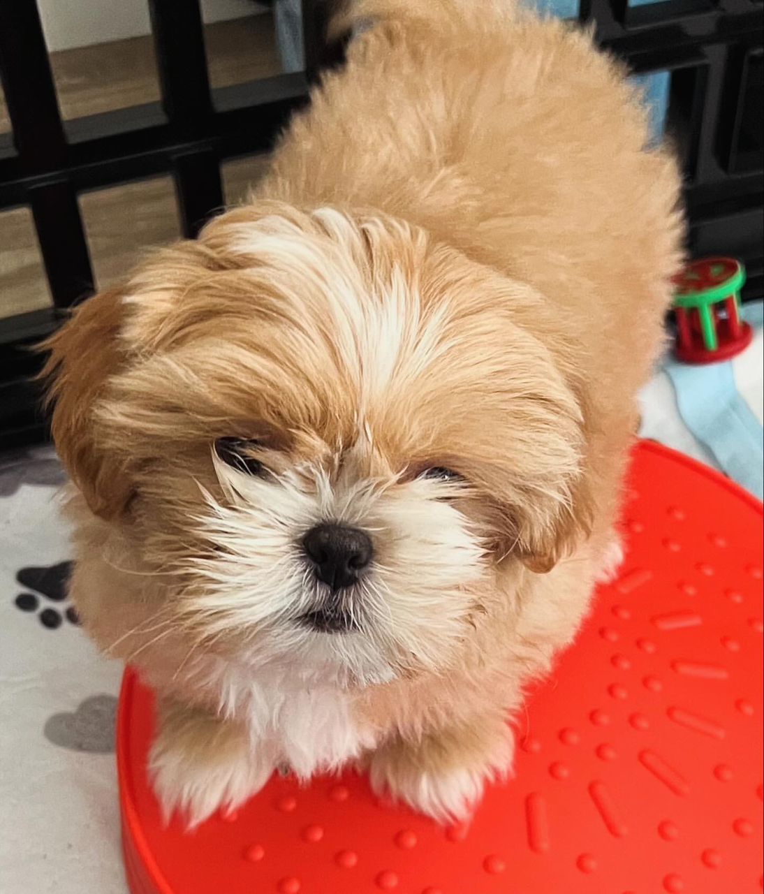 FOR SALE: Coco – Adorable Female Shih Tzu Pup!