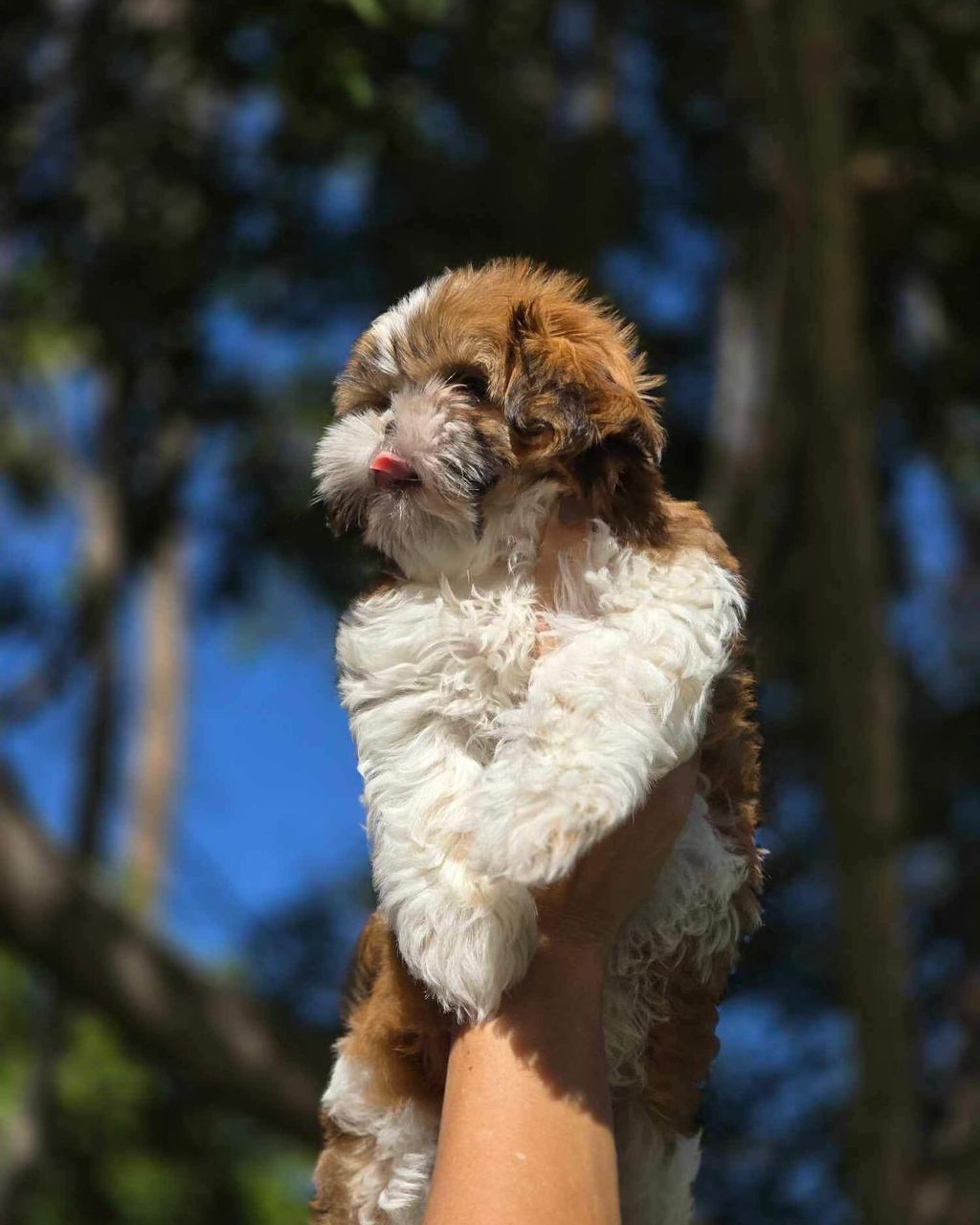 πΎ FOR SALE: Lula β Male Shih Tzu Puppy - Image 2