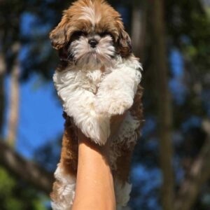 🐾 FOR SALE: Lula – Male Shih Tzu Puppy