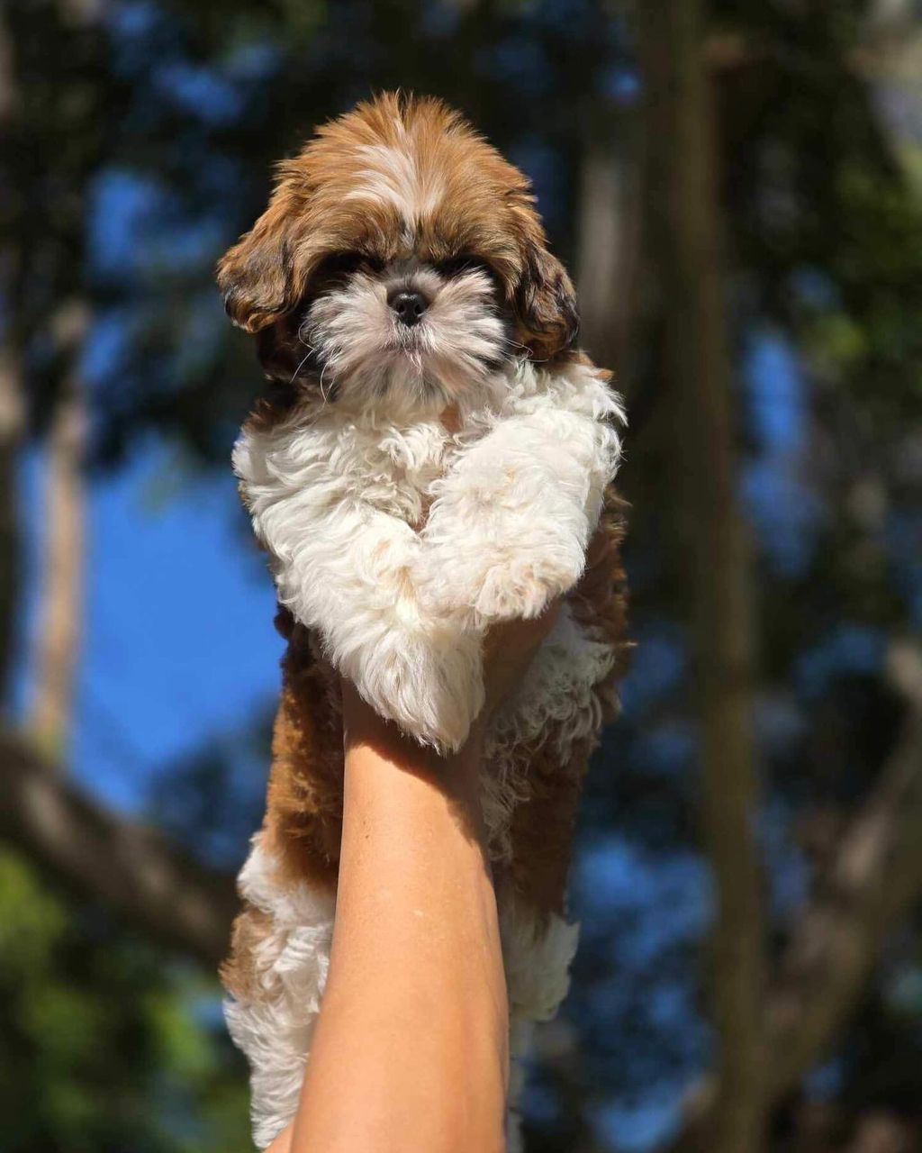 πΎ FOR SALE: Lula β Male Shih Tzu Puppy